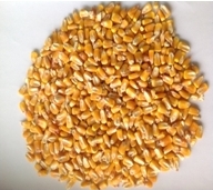GRAINS